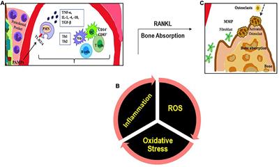 Inflammation in Periodontal Disease: Possible Link to Vascular Disease